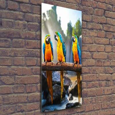 Üvegkép Papagájok ara