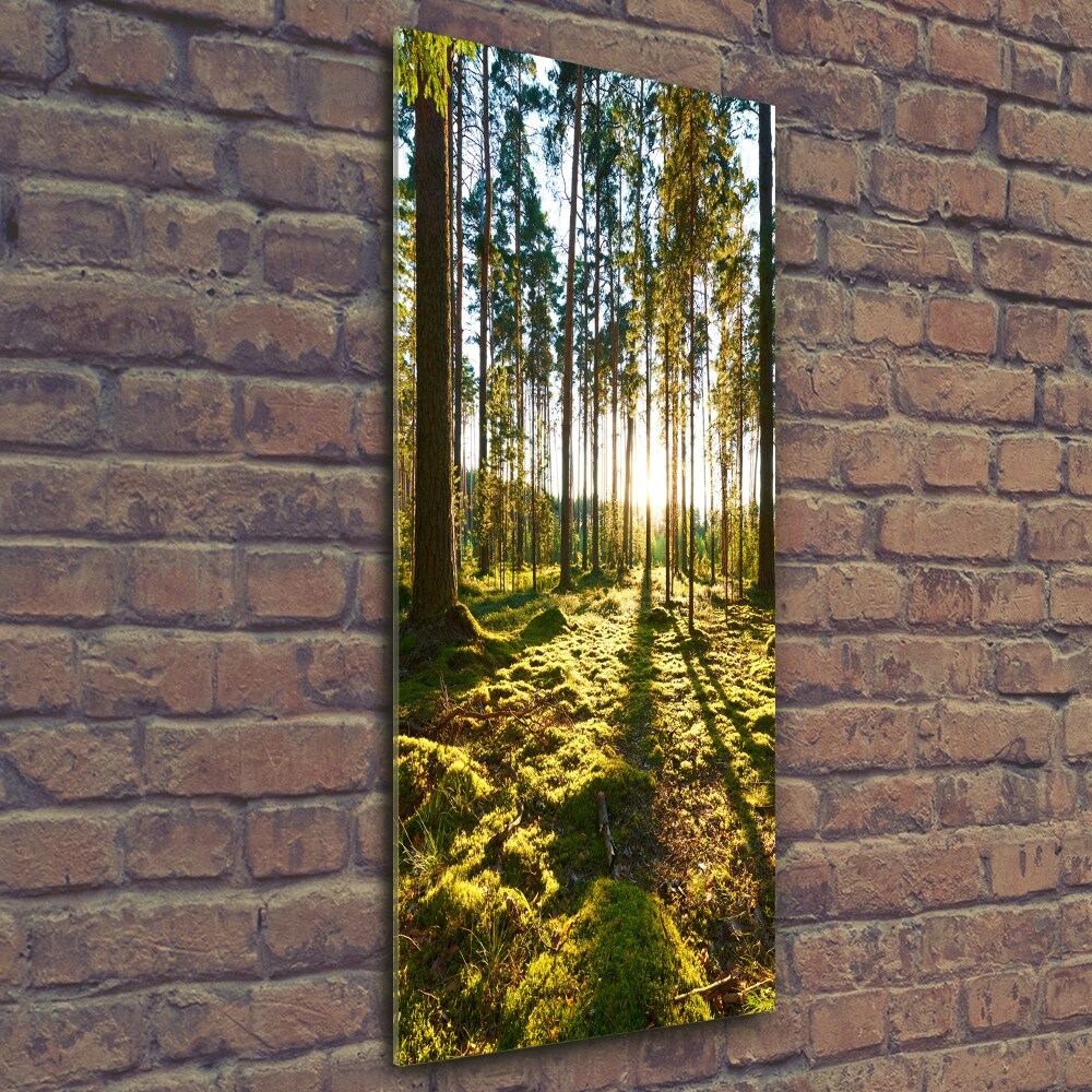 Üvegkép nyomtatás Egy fenyves erdőben