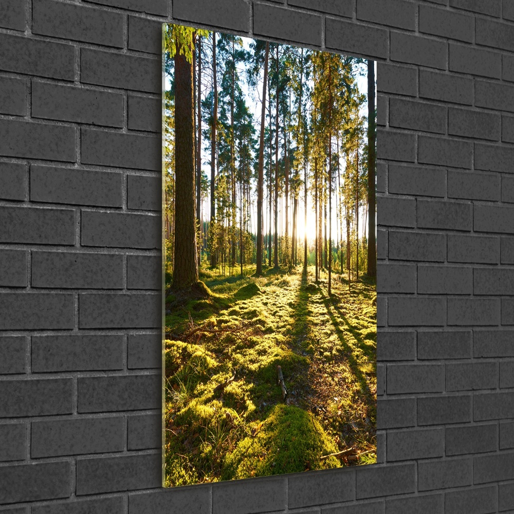 Üvegkép nyomtatás Egy fenyves erdőben
