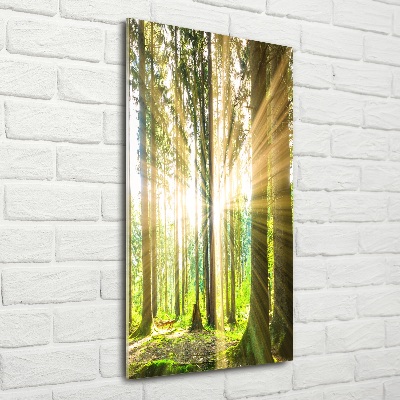 Üvegkép nyomtatás Sun az erdőben