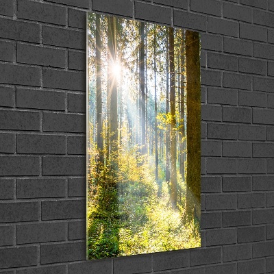 Üvegkép nyomtatás Sun az erdőben