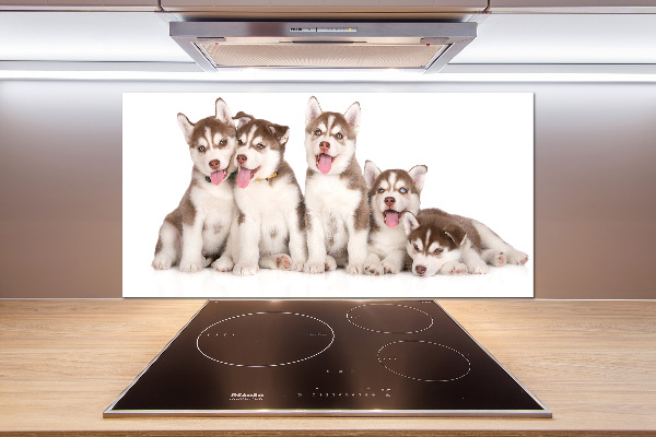 Konyhai fali panel Husky kiskutyák