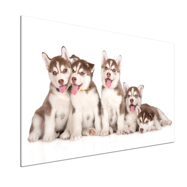 Konyhai fali panel Husky kiskutyák
