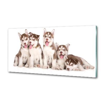Konyhai fali panel Husky kiskutyák