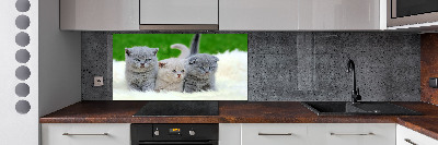 Konyhai fali panel Három macskát egy takaró