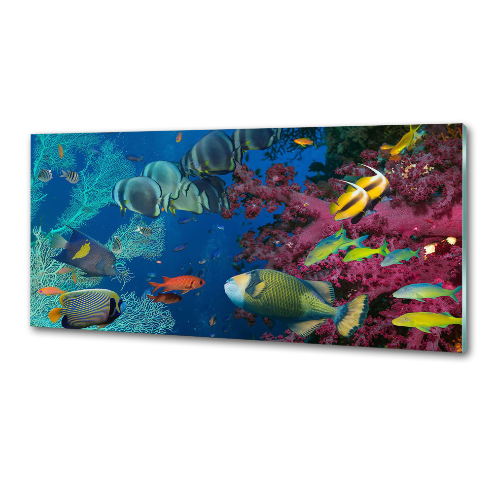 Konyhai fali panel Korallzátony