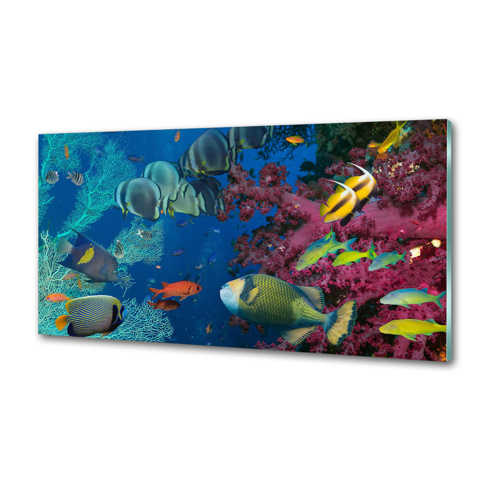Konyhai fali panel Korallzátony