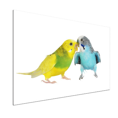 Konyhai fali panel Budgies