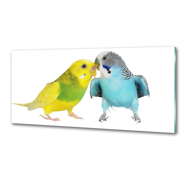 Konyhai fali panel Budgies