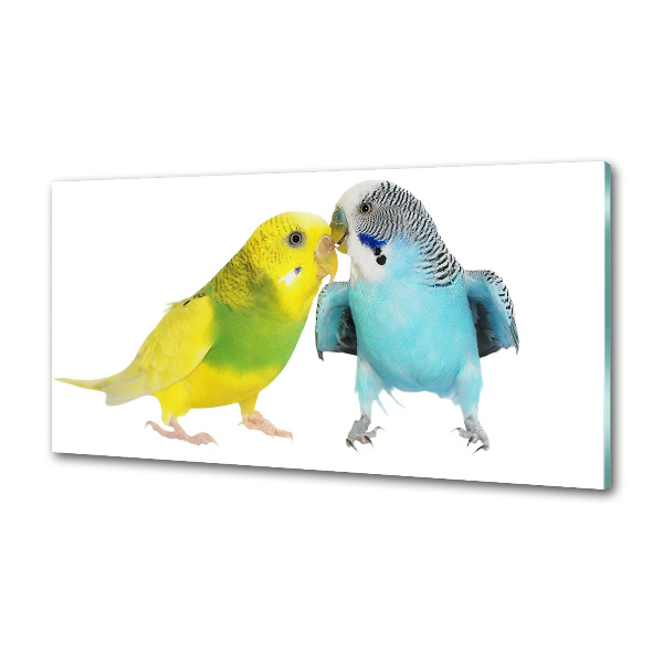 Konyhai fali panel Budgies