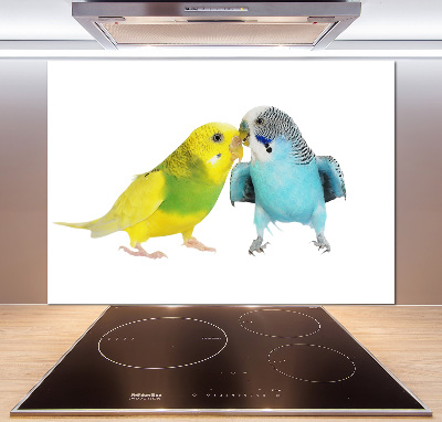 Konyhai fali panel Budgies