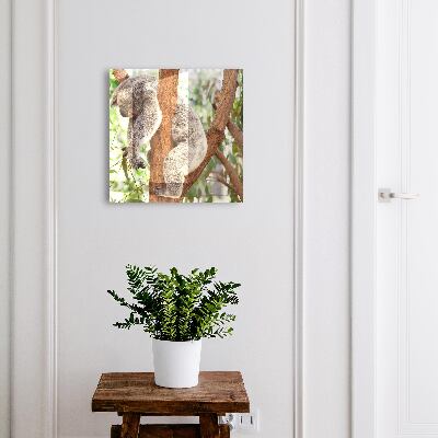 Kulcstartó doboz Koala Relaxáció