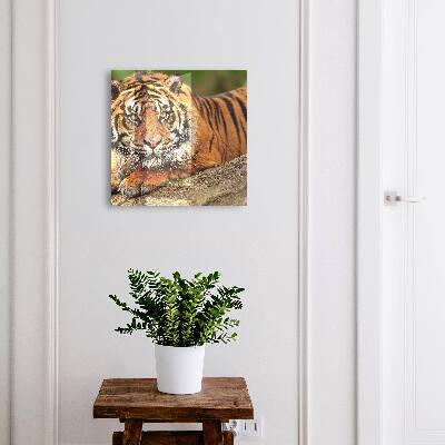 Modern kulcstartó szekrény A tigris pihen